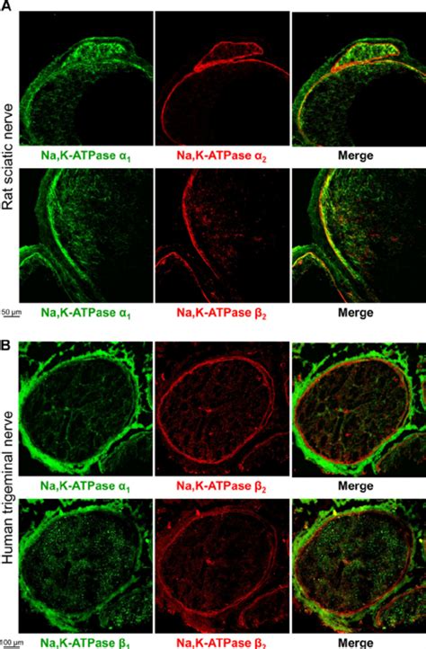 Localization Of The Na K ATPase 2 Subunit In Nerve Sections Is