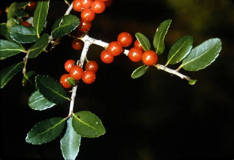 Ilex Vomitoria Aquifoliaceae