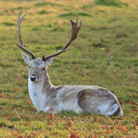 Fallow Deer Buck Photograph By Maurice Ford Fine Art America