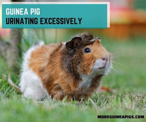 8 Disorders And Diseases Of Guinea Pigs More Guinea Pigs