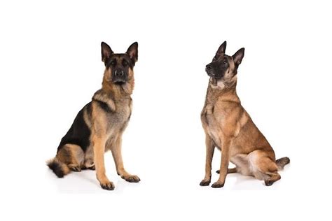 german shepherd dog  belgian malinois     difference