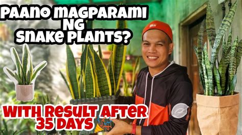 Paano Magtanim At Magparami Ng Snake Plants YouTube