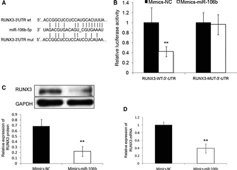 RUNX3 Was A Direct Target Gene Of MiR106b5p In SMMC7721 Cell Line A