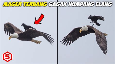 Pemandangan Langka Malas Terbang Burung Gagak Menunggangi Burung Elang Yang Lagi Terbang Youtube