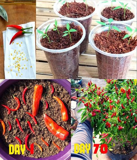 How To Grow Chillies At Home From Seeds Pure Life Oasis