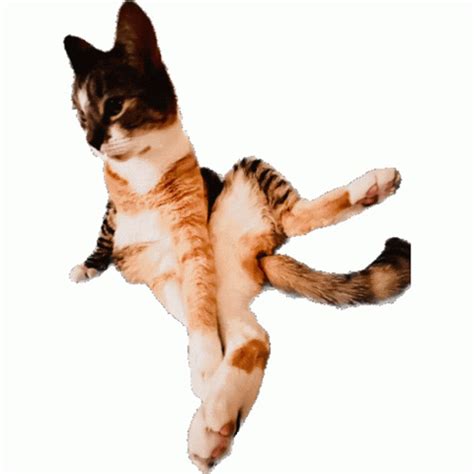 Cat Spinning Sticker Cat Spinning Discover Share GIFs