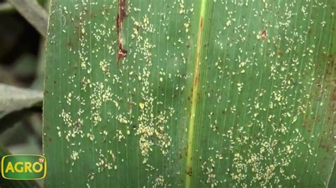 Elimina Eficazmente El Pulg N Amarillo De Tus Plantas Con Estos