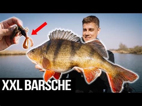 So fängst du XXL Barsche das Erfolgsrezept YouTube