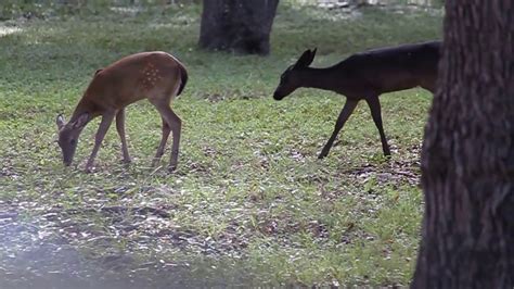 Black White Tailed Deer Melanistic Black Deer Fawn In Texas Youtube