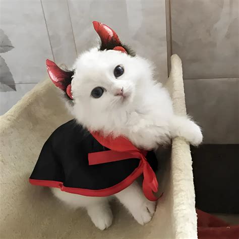 Los Mejores Disfraces De Halloween Para Gatos Para Este