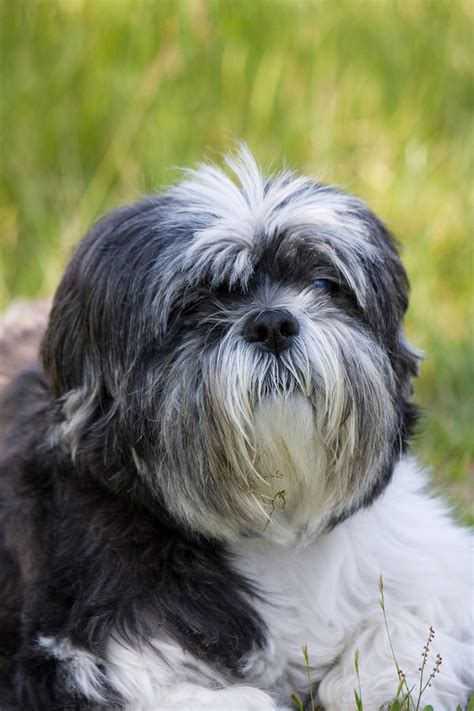 Shih Tzu Dog Free Stock Photo Public Domain Pictures