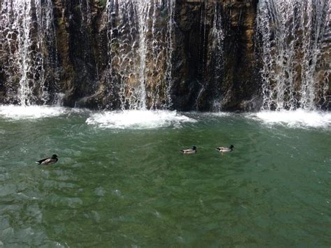 Petits canards dans la cascade de Gairaut à Nice