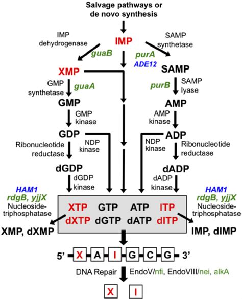 Purine Nucleotide Metabolism In E Coli And S Cerevisiae Gene Names Download Scientific