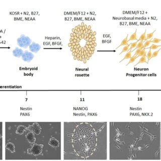 Generation Of Ipsc Derived Mns A Schematic Shows The Process Of