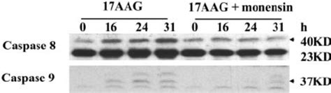 Hsp90 Induced HSC Apoptosis LX 2 Cells Were Treated With 17AAG 10