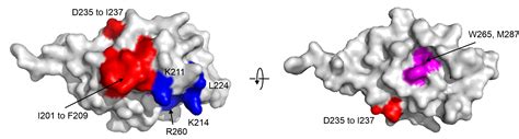 Definition Of The Immune Evasion Replication Interface Of Rabies Virus