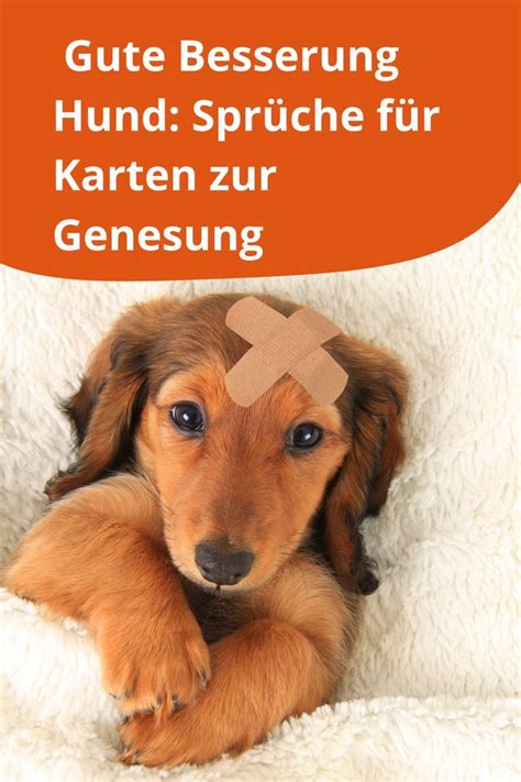 Gute Besserung Hund Artofit