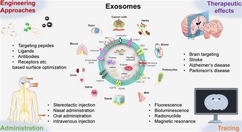 Engineered Exosomes Desirable Target Tracking Characteristics For