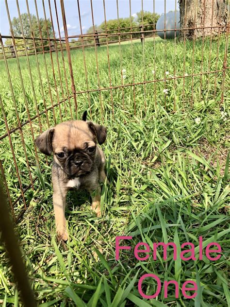 Puggle Puppies For Sale Edmore Mi 337291 Petzlover