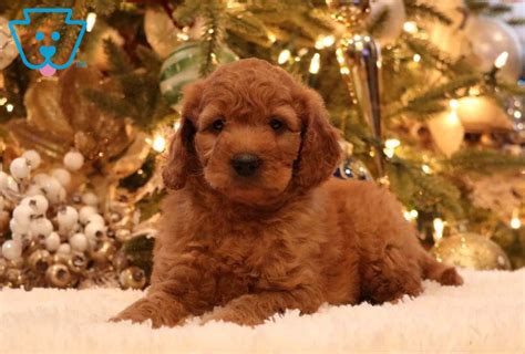 Dash Double Doodle Poodle Mix Puppy For Sale Keystone Puppies