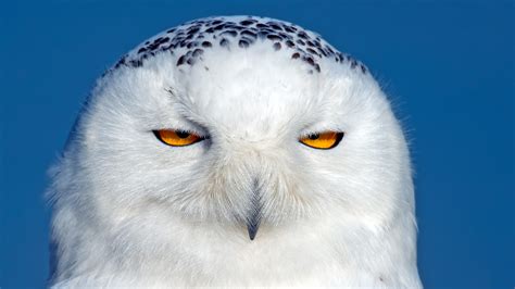 🔥 [70+] Snowy Owl Wallpapers | WallpaperSafari