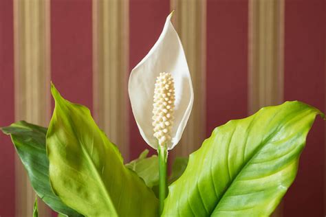 Peace Lily Care – How to Plant, Grow and Help Them Thrive