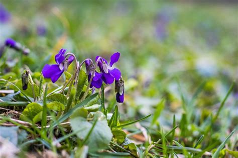 Sweet Violets Violet Flowers Free Photo On Pixabay Pixabay