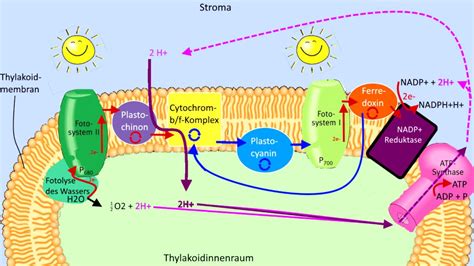 Lichtabhängige Reaktion Schritt für Schritt erklärt Lichtreaktion