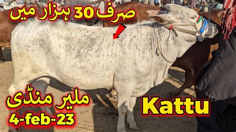 Kattu Cattle Colony Malir Mandi Karachi Cattle Rates Update Feb