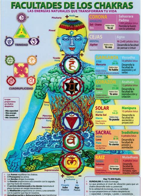 Abundancia Amor Y Plenitud Todo Sobre Los Chakras