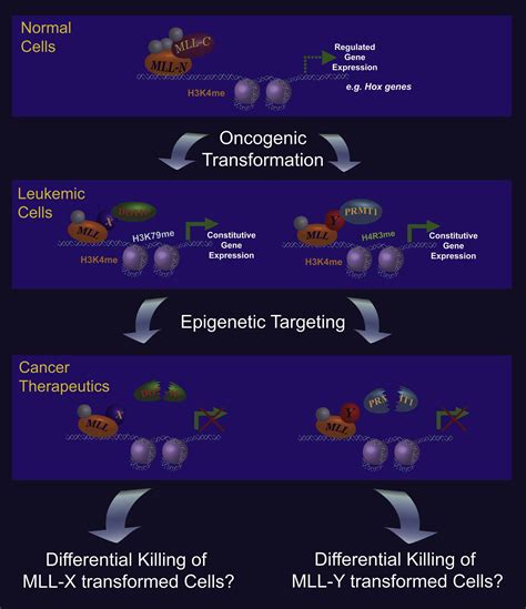 Reconstructing The Disease Model And Epigenetic Networks For Mll Af4