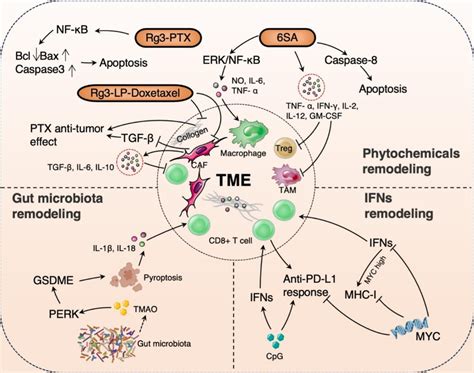 The Diagram Of Remodeling Of The TME In TNBC Immunotherapy Rg3 PTX LPs