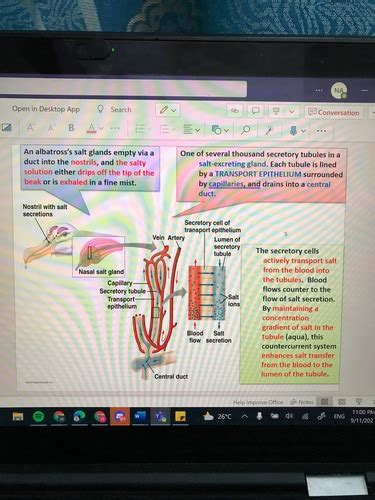 Biology Osmoregulation Flashcards Quizlet