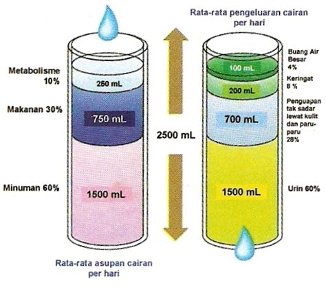 Fisiologi Cairan Tubuh Manusia Berbagi Ilmu