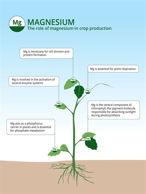 Magnesium Cycle In Soil