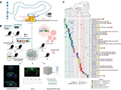 Genetic Tool Design Based On Cell Type Specific Genomic Elements A A