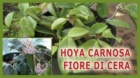 L Hoya Carnosa O Fiore Di Cera Come Coltivarla E Come Prendercene