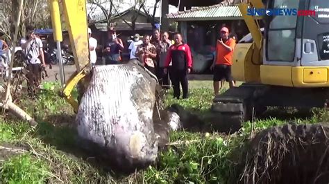 Bikin Heboh Bangkai Ikan Paus Sepanjang 10 Meter Terdampar Di Pantai