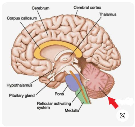 Structures And Functions Of The Brain Flashcards Quizlet