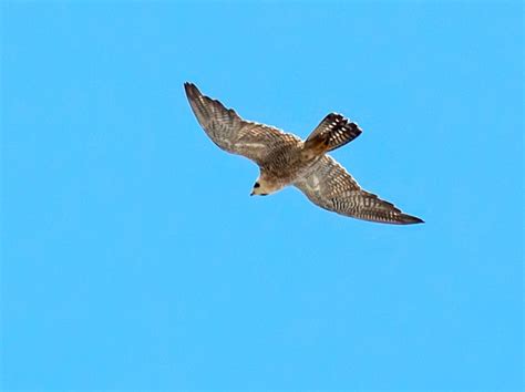 Foto falcão peregrino Falco peregrinus Por Darlan Sattler Wiki Aves