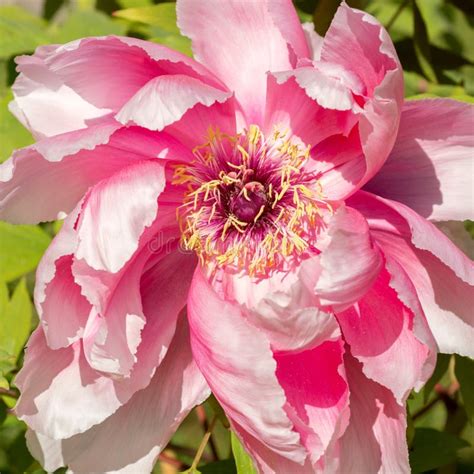 Paeonia Suffruticosa Pink Flower Stock Photo Image Of Card Paeonia