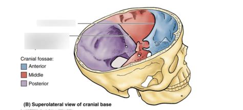 Internal Surface Of Cranial Base Diagram Quizlet