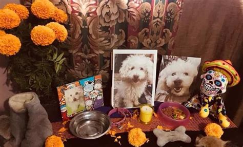 D A De Muertos Ofrenda Para Mascotas En El Pante N Civil De Dolores