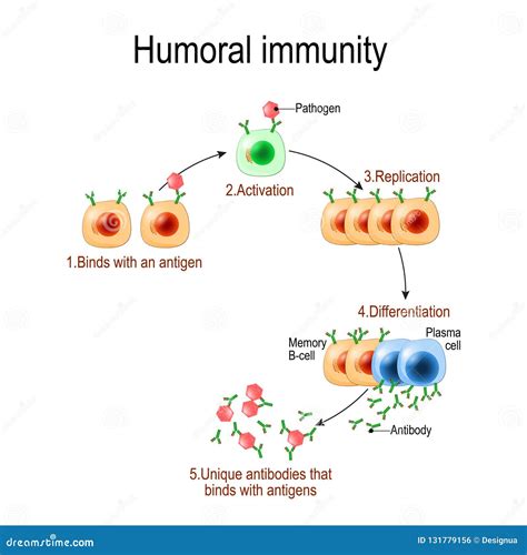 Humoral Immunity Diagram