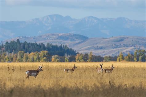 The Largest National Grasslands In The United States Worldatlas