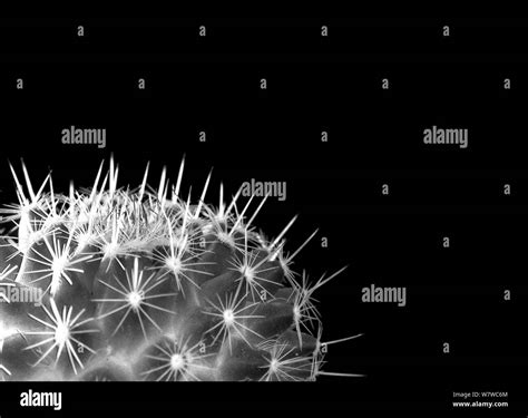 Mammillaria Species Black And White Stock Photos And Images Alamy