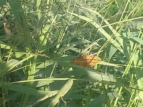 Gulf Fritillary From Puerto Madero Caba Argentina On June At