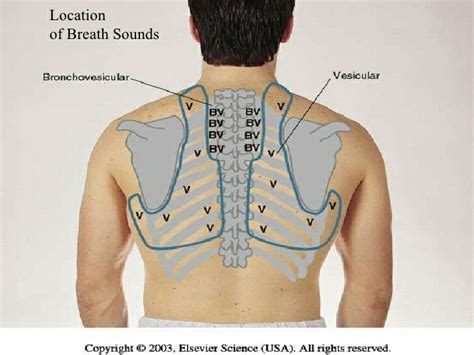 Lung Landmarks For Auscultation Posterior Fields Nursing School