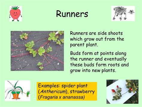 Asexual Reproduction Presentation Biology