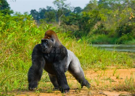 Lowland Gorillas in the Wild. Republic of the Congo Stock Image - Image ...